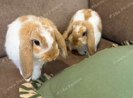 3x Bunnies, 2x Mini Lop and 1x Jersey Wooly (rare)