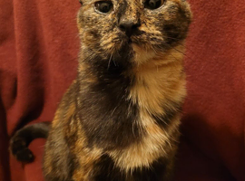 Tortieshell rescue. RESERVED