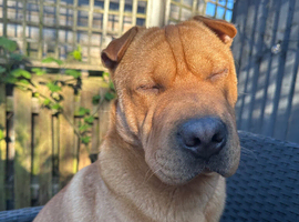 Sharpie X staffy