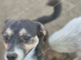 Rescue mix terrier, 7 months old,neutered