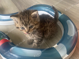Selkirkrex kittens