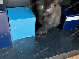 Black boy kitten