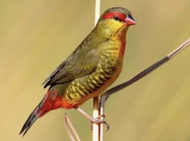 Gold breasted waxbill