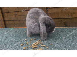 Angora white rabbit