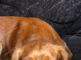 Cocker spaniel girl