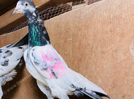 Pakistani Teddy Pigeons highflying