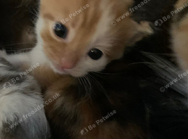 3 gorgeous kittens