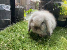 Seal point and sable mini lion lop baby rabbits