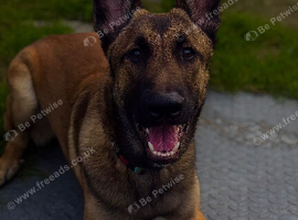 8 month Mali