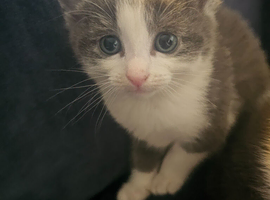 Beautiful kittens