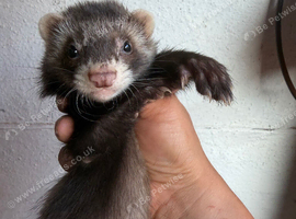 Young angora ferrets for sale