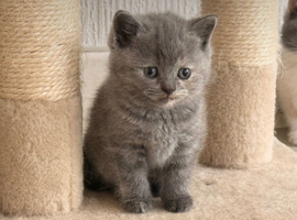 British shorthair kittens