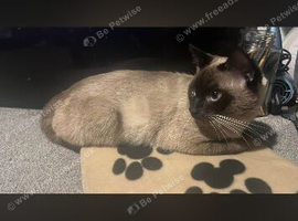 Siamese cat