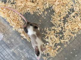 Fancy mice baby boys