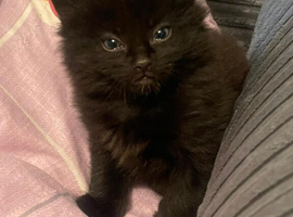 CUTE Kitten Available Now !!