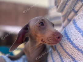 Beautiful miniature dachshund