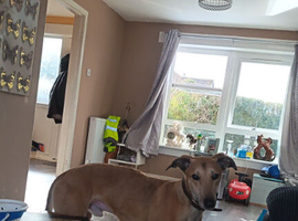Greyhound saluki beddlton greyhound x bull