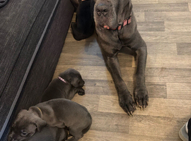 cane corso pups