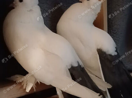 Fantail Pigeons For Rehome