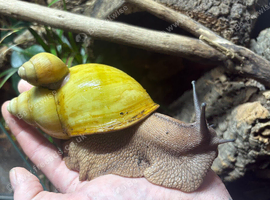 Archachatina Marginata Ictericia 2-3cm