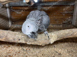 African grey
