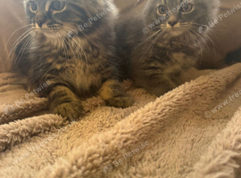 Persian kittens x Maine coon