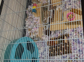 Savic Plaza 120 hamster/mouse cage. Almost new!