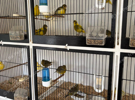 Fife canaries for sale