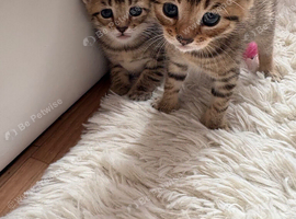 2 beautiful bengal mixed boy kittens for sale