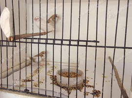 3 baby finches