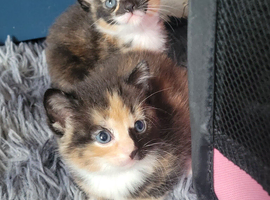 2 beautiful little girls