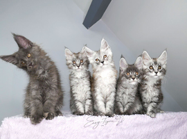 Stunning Maine coon kittens ( polydactyl)