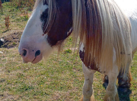 8 year old Ride and drive stallion