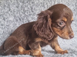 Long haired Mini Dachshund