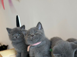 DNA Tested Hereditary Clear British Shorthair Kittens