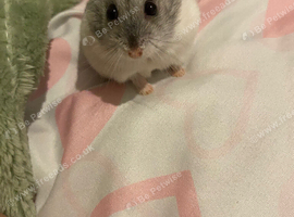 Russian dwarf hamster