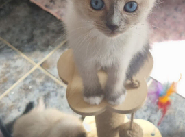 Beautiful ragdoll kittens