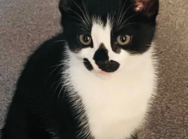 Beautiful kittens for sale