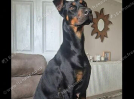 Doberman female kc Reg