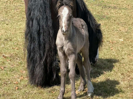 Cutest Mare & Colt Foal