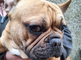 Last Boy Puppy Left (updated ad)