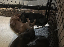 Staffrador puppies