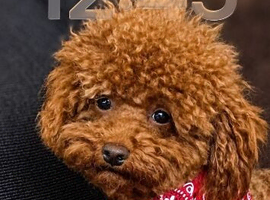 ALBIE,Proven& DNA tested asian teddy poodle
