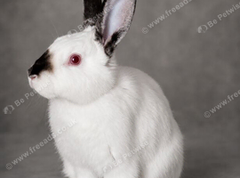 California purebred male