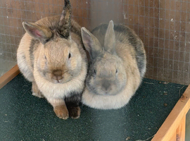 2 harliquin boy bunnies