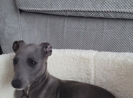 10 week old whippet