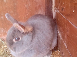 Netherlands dwarf