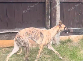Bedlington whippet greyhound