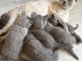 Beautiful British Blue Kittens