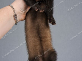 Part Angora kits 9 weeks updated